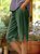 Vert Foncé