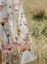Femmes Floral Abricot Col Rond Confortable Robe Mi-Longue Décontracté